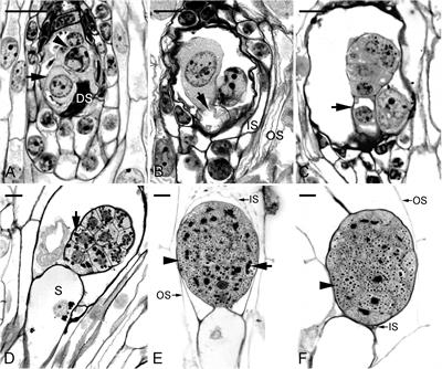 Increased Expression of 9-Cis-Epoxycarotenoid Dioxygenase, PtNCED1, Associated With Inhibited Seed Germination in a Terrestrial Orchid, Phaius tankervilliae